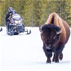 yellowstone snowmobile lottery